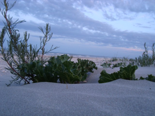 DSC03015 [640x480].JPG