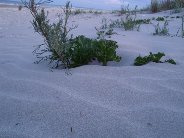 DSC03014 [640x480].JPG