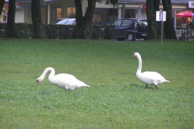 Bregenz - Micul dejun