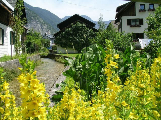 o bucata din RAI