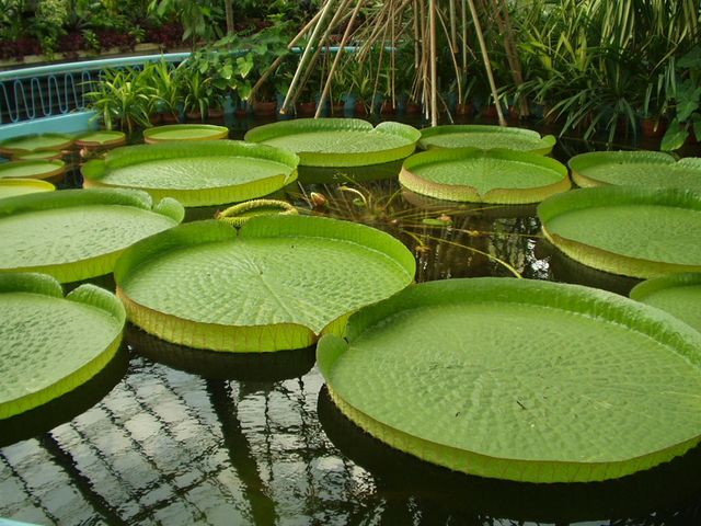 P1010056 [640x480].JPG