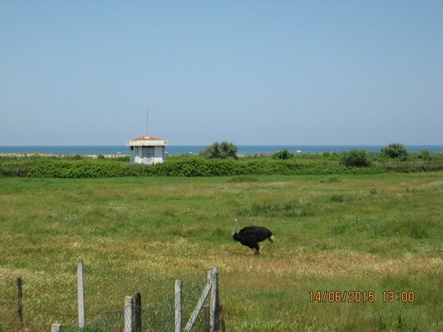 TR245.JPG