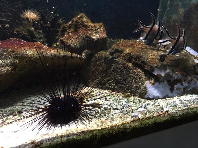 HAUS des MEERES - Aqua Terra Zoo