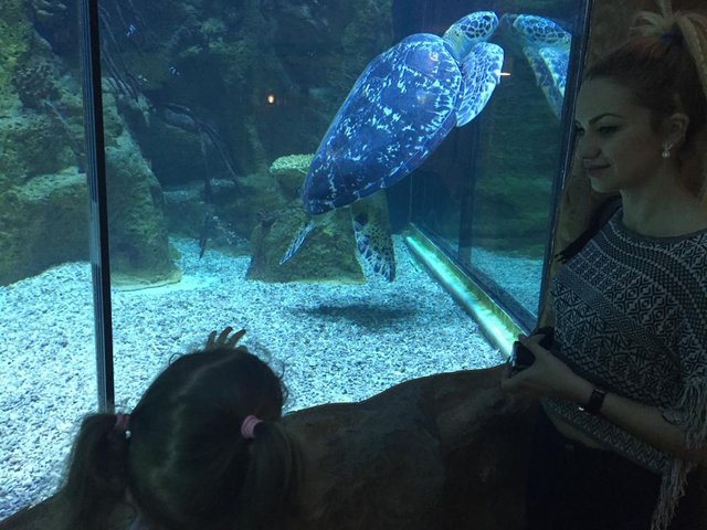 HAUS des MEERES - Aqua Terra Zoo