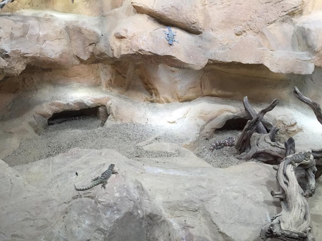 HAUS des MEERES - Aqua Terra Zoo