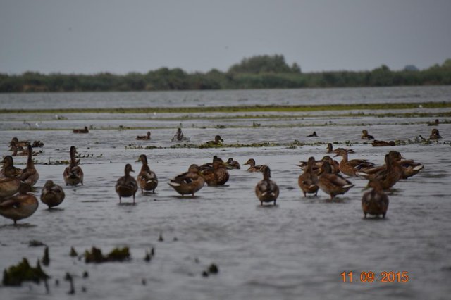DSC_0090.JPG
