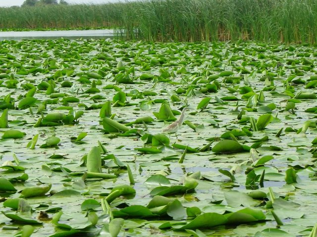 IMGP2240.JPG (180.85 KiB) Vizualizat de 4745 ori Ghici ce-i aici