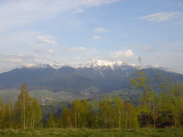 Bucegii - Vf. Omu dintr-o poiana de pe muntele de langa camping.