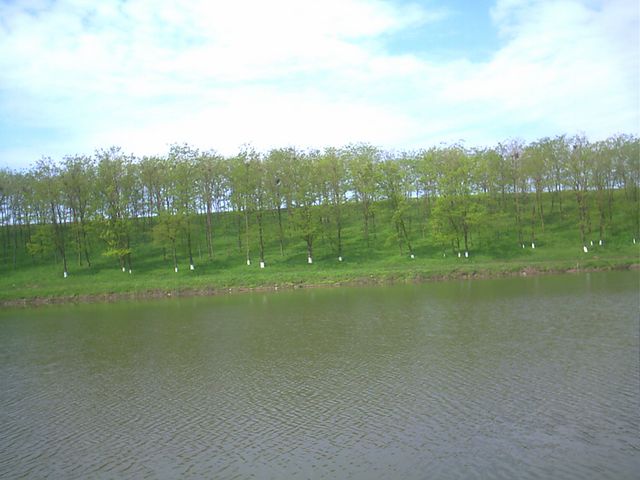 in asteptarea florilor de salcam.jpg