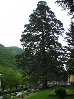 SEQUOIA GIGANTEA-ARBOTRLR MAMUT