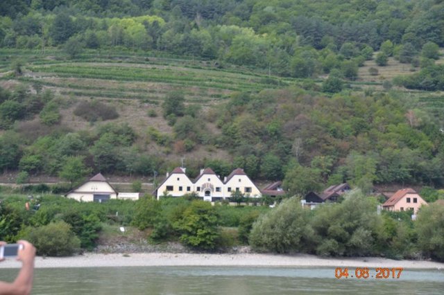 Mentionam mai sus ca Wachau este o renumita regiune viticola. Centrul viticol al Vaii Wachau este localitatea Weissenkirchen, un satuc adorabil, al carui element emblematic (biserica alba) este usor identificabil.