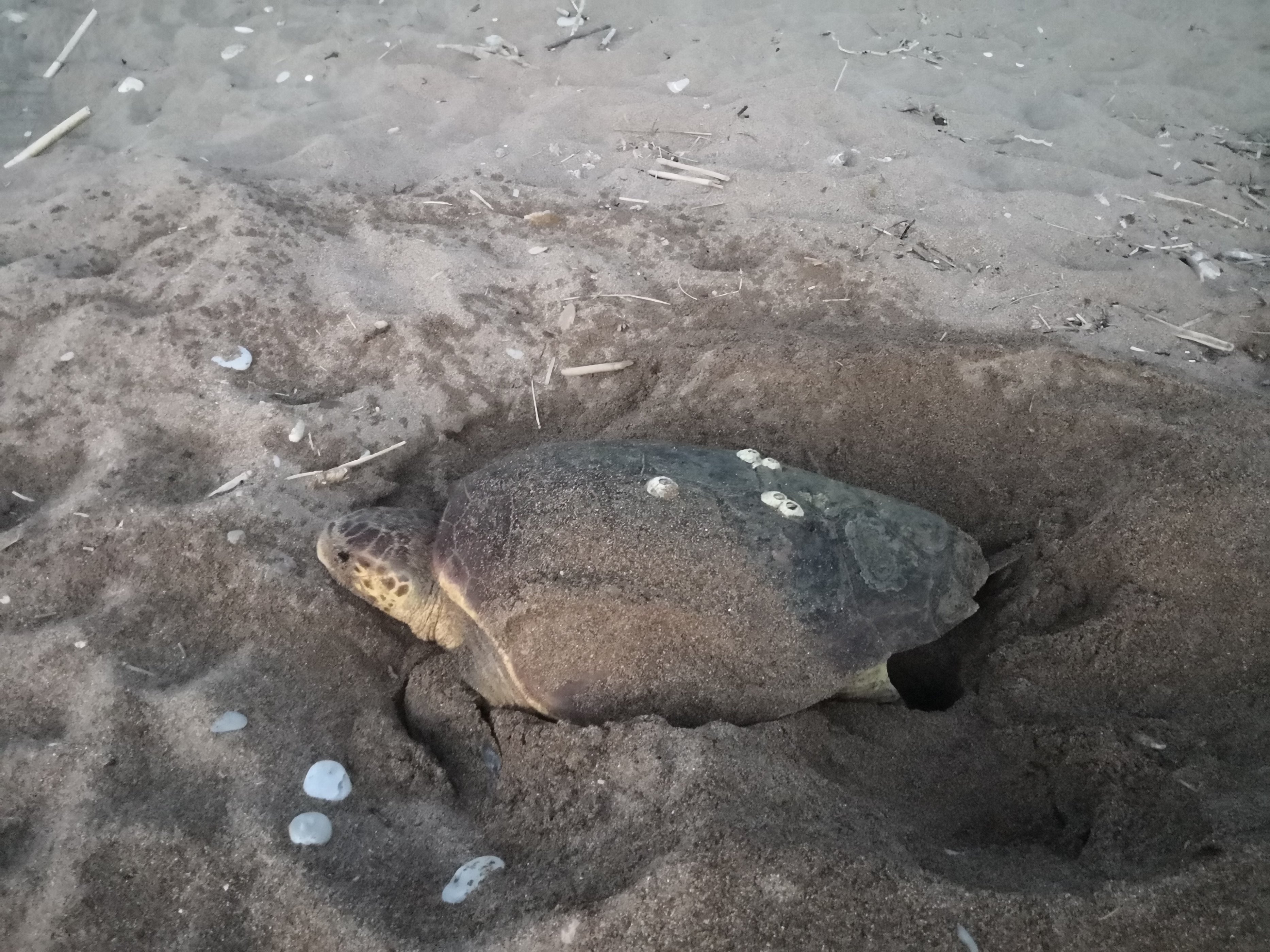Caretta Caretta.jpg