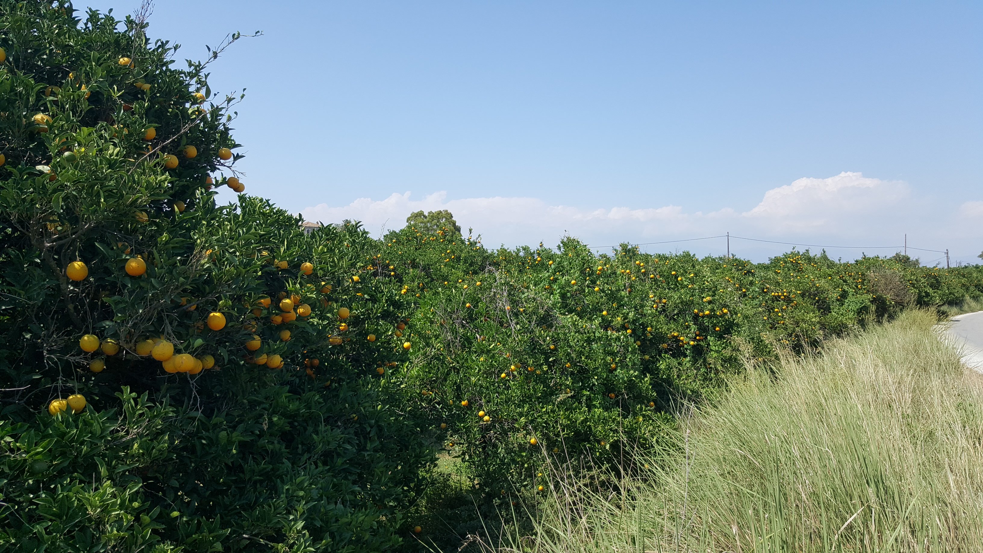 Livada portocali Peloponez.jpg