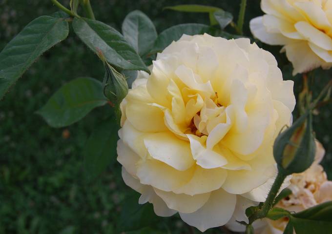 Picture 009 [].jpg