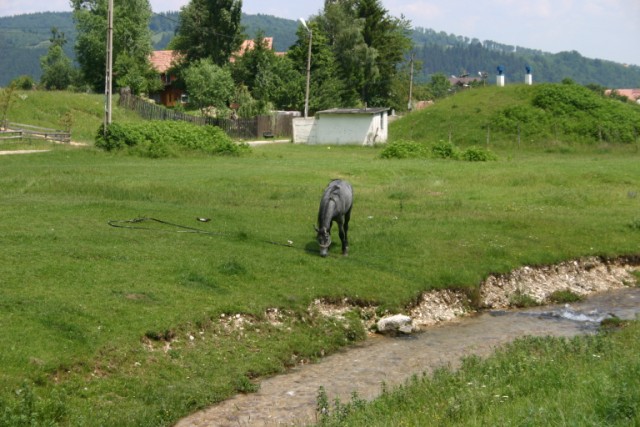 Tractiunea prezenta, Rulota????