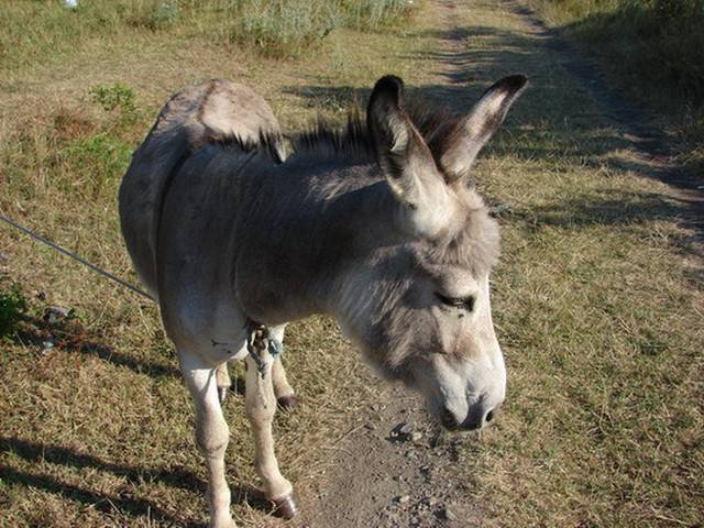 DSC05442 [640x480].JPG