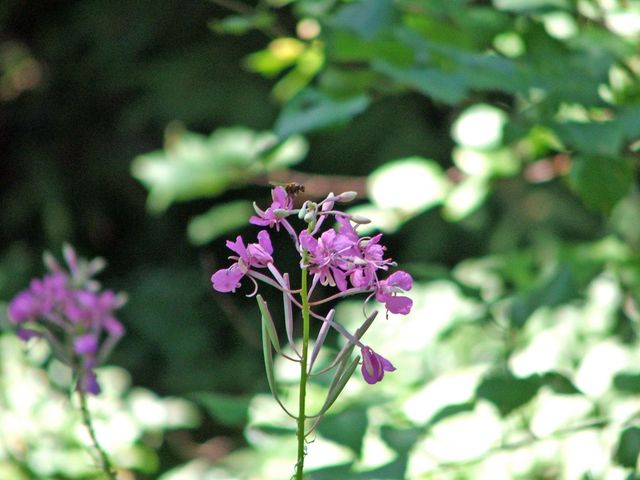 DSCF1092_edited [640x480].JPG