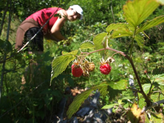 pasul prislop (31) [640x480].JPG