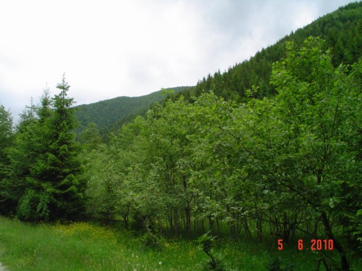 DSC05087 [800x600].JPG