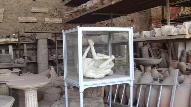 un caine surprins de cenuse
