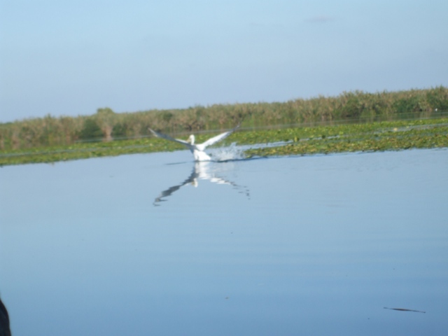 pelican.JPG