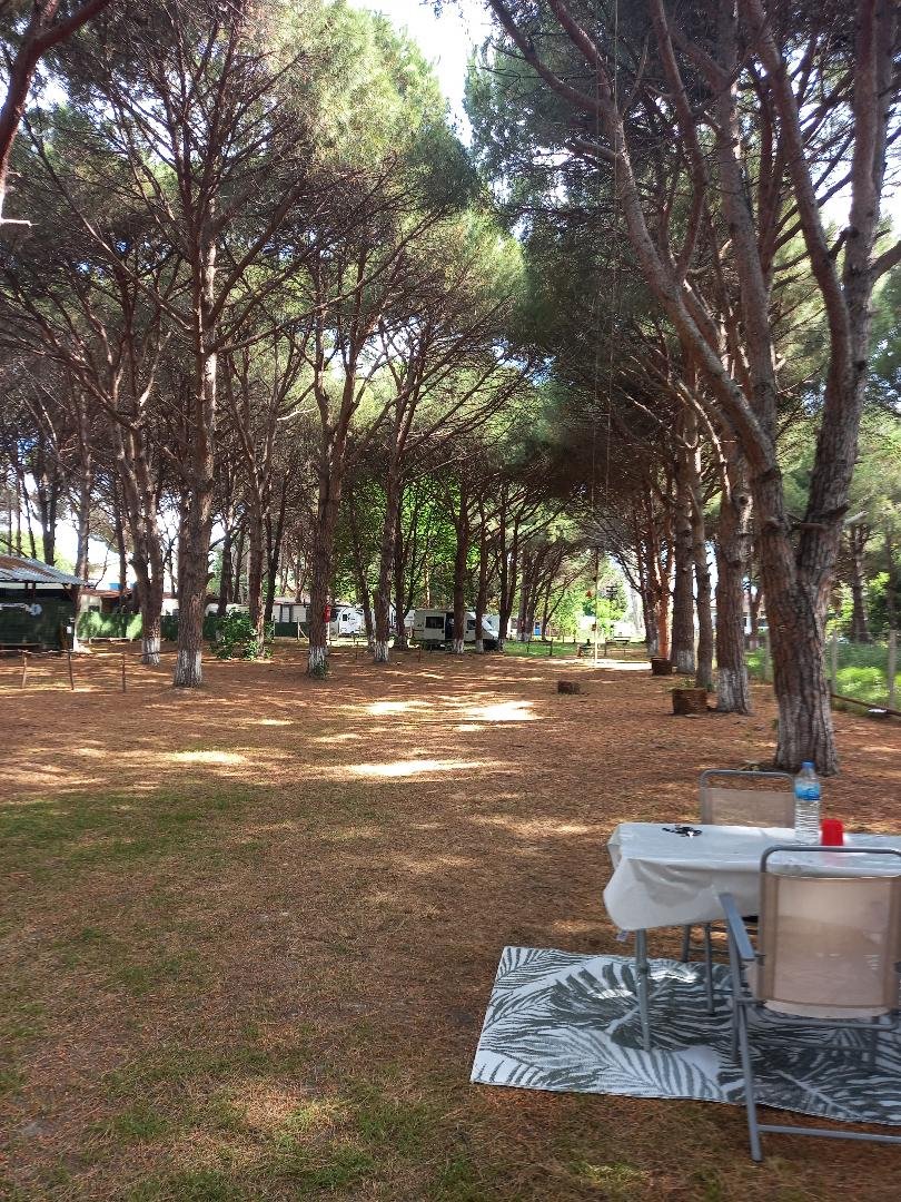Camping ANT ambientul cu pini.jpeg
